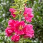 200 Seedsf Miniature Hollyhock Flower Bonsai Plant