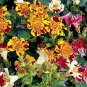 100 Seeds Mixed 4 Colors Orchid Seeds Yellowish Pink & Yellow Red & Dark Red & Purple Tiger