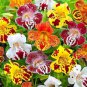 100 Seeds Mixed 4 Colors Orchid Seeds Yellowish Pink & Yellow Red & Dark Red & Purple Tiger