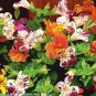100 Seeds Mixed 4 Colors Orchid Seeds Yellowish Pink & Yellow Red & Dark Red & Purple Tiger