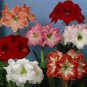 100 Seeds Mixed 5 Colors Amaryllis