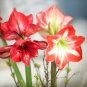 100 Seeds Mixed 5 Colors Amaryllis