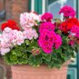 30 Seeds Mixed 8 Colors of Geranium