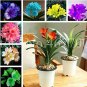 100 Seeds Mixed 8 Types of Clivia Seeds Indoor Ornamental Clivia Flowers Potted Plants