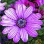 100 Seeds Mixed African Blue Eyed Daisy Flowers Osteospermum Bonsai