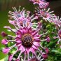100 Seeds Mixed African Blue Eyed Daisy Flowers Osteospermum Bonsai