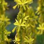 100 Seeds Mixed Angels Yellow Asphodel Bonsai,Yellow Asphodel Beautiful
