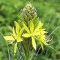 100 Seeds Mixed Angels Yellow Asphodel Bonsai,Yellow Asphodel Beautiful