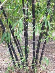 20 Seeds Mixed Bambaoo Moso Bamboo Timor Black Bamboo
