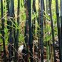 20 Seeds Mixed Bambaoo Moso Bamboo Timor Black Bamboo