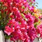 10 Seeds Mixed Bougainvillea Seeds Perennial White Dark Red Red Orange Pink Flowers