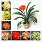 100 Seeds Mixed Clivia Mixed 9 Colorful Colors