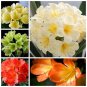 100 Seeds Mixed Clivia Mixed 9 Colorful Colors