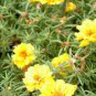 100 Seeds Mixed Color Moss-Rose Purslane Double Flower Bonsai
