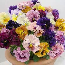 2000 Seeds Mixed Color Rare Pansy Bonsai Wavy Viola Tricolor Flower Bonsai