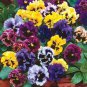 2000 Seeds Mixed Color Rare Pansy Bonsai Wavy Viola Tricolor Flower Bonsai