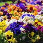 2000 Seeds Mixed Color Rare Pansy Bonsai Wavy Viola Tricolor Flower Bonsai