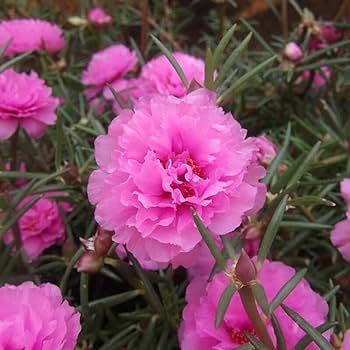 100 Seedsd Mixed Color Moss-Rose Purslane Double Flower Bonsai for Planting