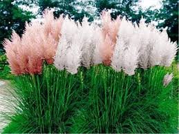200 Seeds Mixed Colors Pampas Grass Plant Bonsai Balcony Colorful Grass Flores