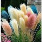 200 Seeds Mixed Colors Pampas Grass Plant Bonsai Balcony Colorful Grass Flores