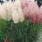 200 Seeds Mixed Colors Pampas Grass Plant Bonsai Balcony Colorful Grass Flores