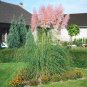 200 Seedssw Mixed Colors Pampas Grass Plant Bonsai Balcony Colorful Grass Flores