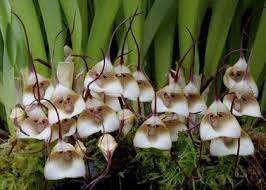5 Seeds Mixed Colourful Monkey Face Orchid Plants Red Cream Potted Peru Flower Plants