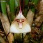 5 Seeds Mixed Colourful Monkey Face Orchid Plants Red Cream Potted Peru Flower Plants