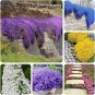 100 Seeds Mixed Creeping Thyme Seeds Mixed 6 Colors