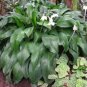 100 Seeds Mixed Eucharis Grandiflora Bonsai