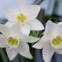 100 Seeds Mixed Eucharis Grandiflora Bonsai