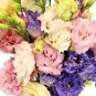 100 Seeds Mixed Eustoma Seeds Imported Eustoma grandiflorum Mixed Dozens of Varieties