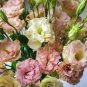 100 Seeds Mixed Eustoma Seeds Imported Eustoma grandiflorum Mixed Dozens of Varieties