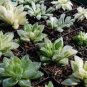 20 Seeds Mixed Haworthia Seeds