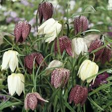100 Seeds Mixed Snake's Head Persian Fritillary Bonsai Fritillaria Meleagris Mixture Bonsai