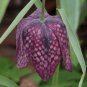 100 Seeds Mixed Snake's Head Persian Fritillary Bonsai Fritillaria Meleagris Mixture Bonsai