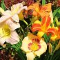 200 Seeds Mixed Tawny Daylily Mixed 9 Colors