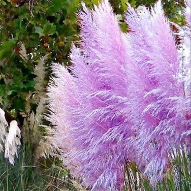 100 Seedsd Mixed Yellow Purple Pampas Grass