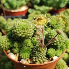 10 Seeds Monanthes Polyphylla One Flowered House Leek Dwarf Crassula Bonsai Succulent