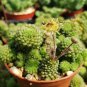 10 Seeds Monanthes Polyphylla One Flowered House Leek Dwarf Crassula Bonsai Succulent