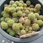 10 Seeds Monanthes Polyphylla One Flowered House Leek Dwarf Crassula Bonsai Succulent