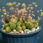 10 Seeds Monanthes Polyphylla One Flowered House Leek Dwarf Crassula Bonsai Succulent