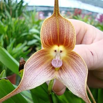 200 Seeds Monkey Face Orchids Whitish Light Brown Flowers