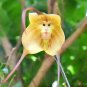 200 Seeds Monkey Face Orchids Whitish Light Brown Flowers