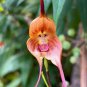 200 Seeds Monkey Face Orchids Whitish Light Brown Flowers