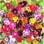 100 Seeds Morning Glory Flower Flores
