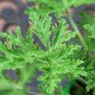 100 Seeds Mosquito Repelling Grass Mozzie Buster Sweetgrass