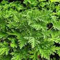 100 Seeds Mosquito Repelling Grass Mozzie Buster Sweetgrass