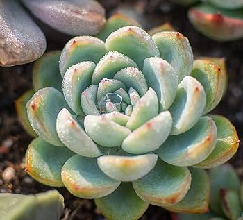 100 Seeds Mountain Rose Bonsai Rare Succulent Bonsai Flower Bonsai