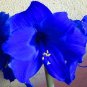50 Seeds Multi Color Amaryllis Flower Bonsai Hippeastrum Barbados Lily (Not Bulbs)